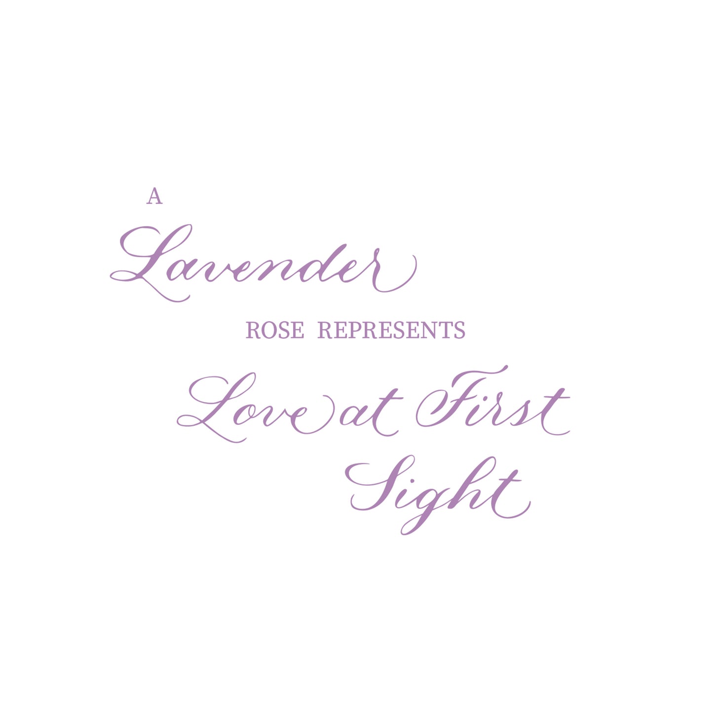 Lavender Colored Single Rose Greeting Cards