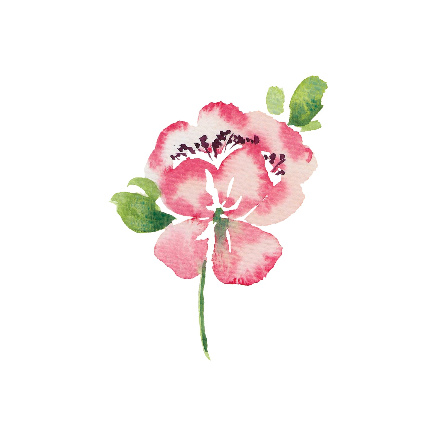 Pink and White Peony Greeting Card