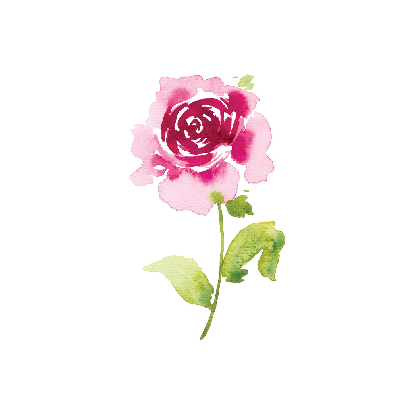 Magenta Rose Greeting Card