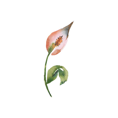 Peace Lily Greeting Card