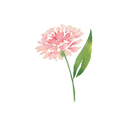 Pink Aster Greeting Card